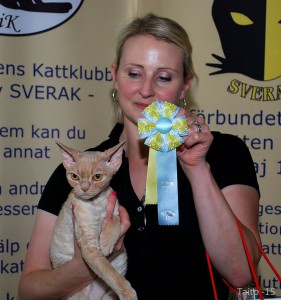 Vinnaren i sidoklassen mysigaste morrhår heter S*KungsgardenCats MootiCorn Harpalt och är en Devon Rex. Ägare är Liv Vanessa Lassarp